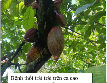 HINH 1